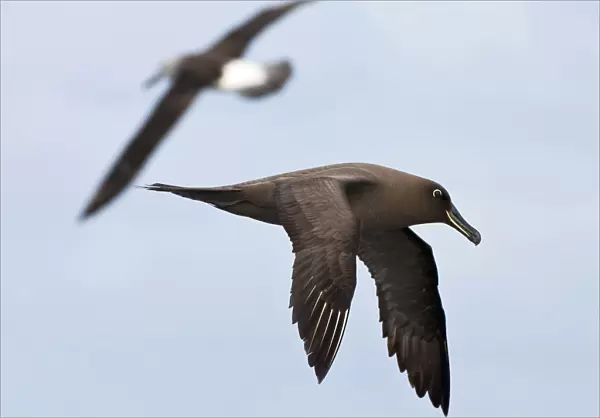 Sooty Albatros in flight