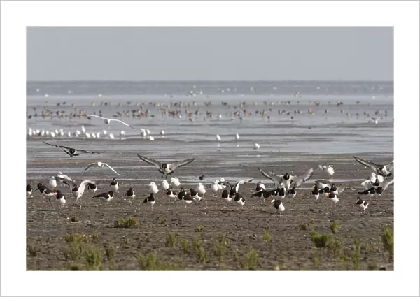 Herring Gulls and Eurasian Oystercatchers at Westhoek, Haematopus ostralegus, The Netherlands