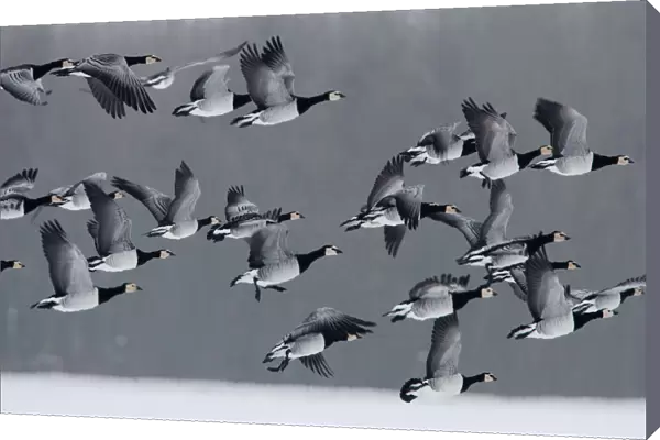 Group of Barnacle Geese in flight