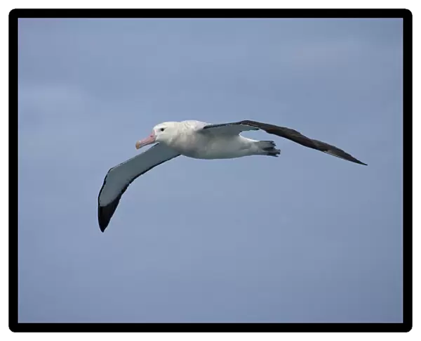 Snowy (Wandering) Albatross flying