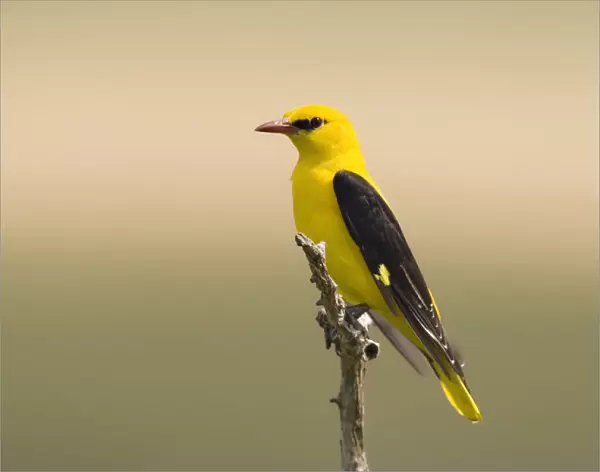 Golden Oriole male perched in top of a tree