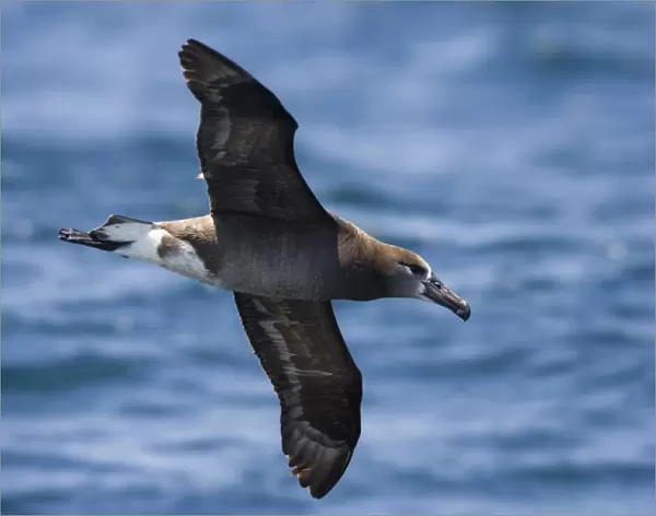 Black-footed Albatross flying, Phoebastria nigripes