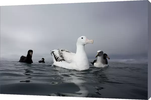 Swimming Wandering Albatross, Diomedea exulans