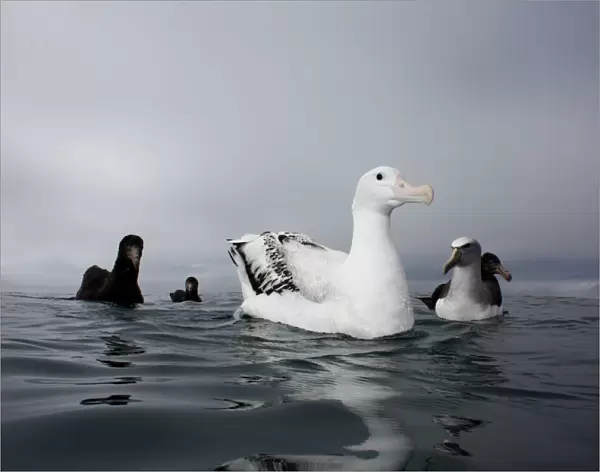 Swimming Wandering Albatross, Diomedea exulans