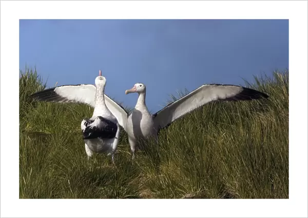 Snowy (Wandering) Albatross (Diomedea (exulans) exulans) greeting each other on the nest when one of the birds returns