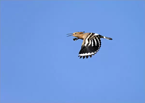 Flying Eurasian Hoopoe shows beautiful banded wings, Upupa epops, Spain
