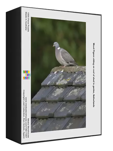 Wood Pigeon sitting on roof of shed in garden, Netherlands