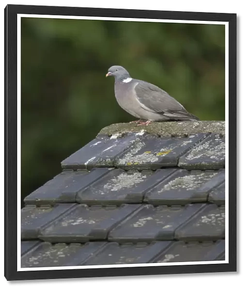 Wood Pigeon sitting on roof of shed in garden, Netherlands