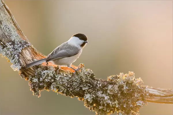 Willow Tit on a branch, Poecile montanus, Norway