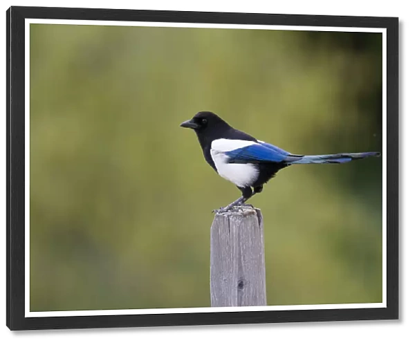 Eurasian Magpie, Pica pica ssp pica, Germany, adult, Pica pica