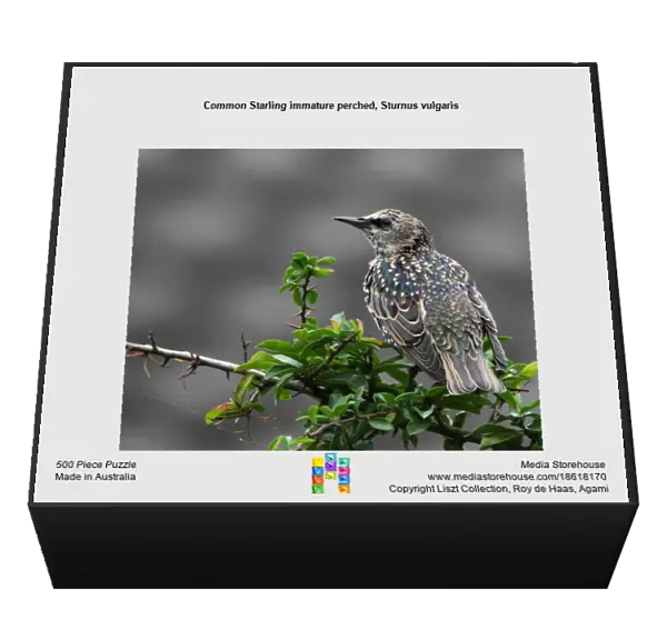 Common Starling immature perched, Sturnus vulgaris