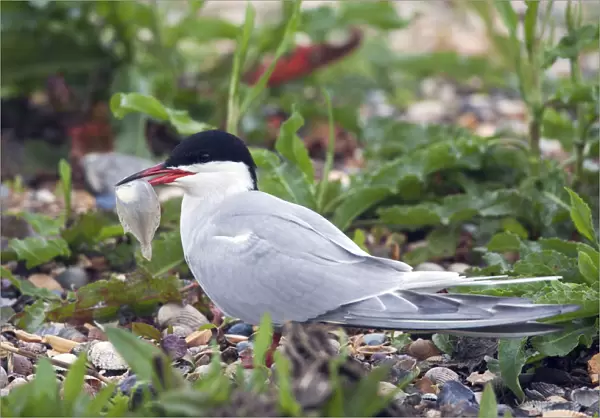 Common Tern perched on ground with fish in its beak, Sterna hirundo, Netherlands