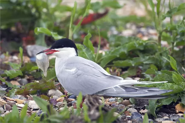 Common Tern perched on ground with fish in its beak, Sterna hirundo, Netherlands