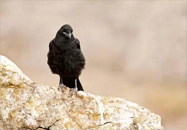 Common Raven juvenile on rock