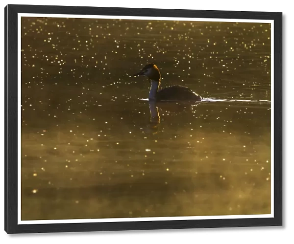 Great Crested Grebe swimming at misty morning, Podiceps cristatus, Netherlands