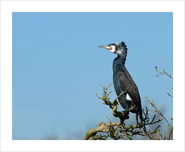 Great Cormorant in tree, Phalacrocorax carbo