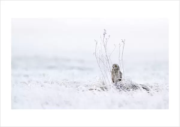 Short-eared Owl perched in snow-covered field, Asio flammeus, Netherlands