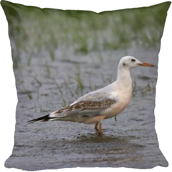 First-winter Slender-billed Gull (Chroicocephalus genei), Chroicocephalus genei