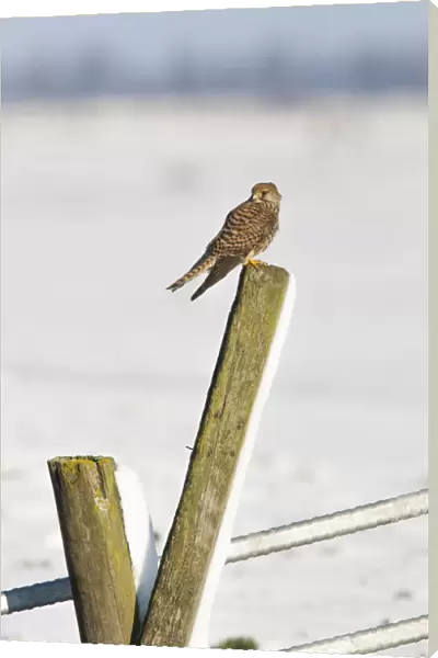Common Kestrel perched on snow-covered pole, Falco tinnunculus, Netherlands