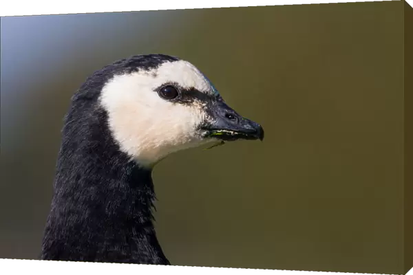 Portrait from a Barnacle Goose, Branta leucopsis