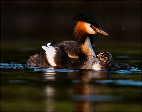 Great Crested Grebe with chick, Podiceps cristatus