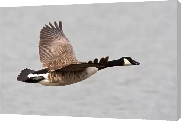Greater Canada Goose in flight, Branta canadensis