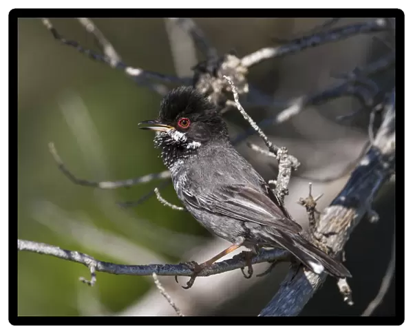 Adult male Cyprus Warbler, Sylvia melanothorax