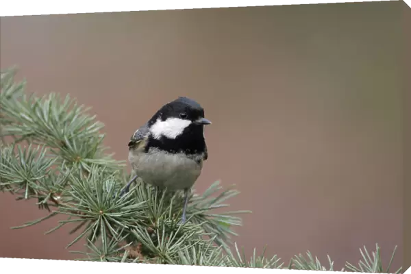 Coal Tit perched on twig, Periparus ater