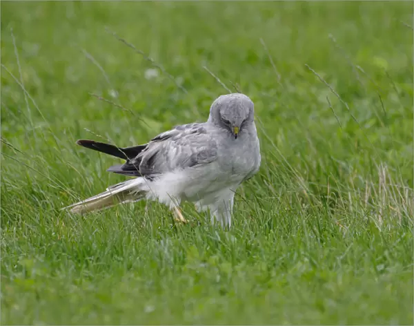 Male Hen Harrier on the ground, Circus cyaneus