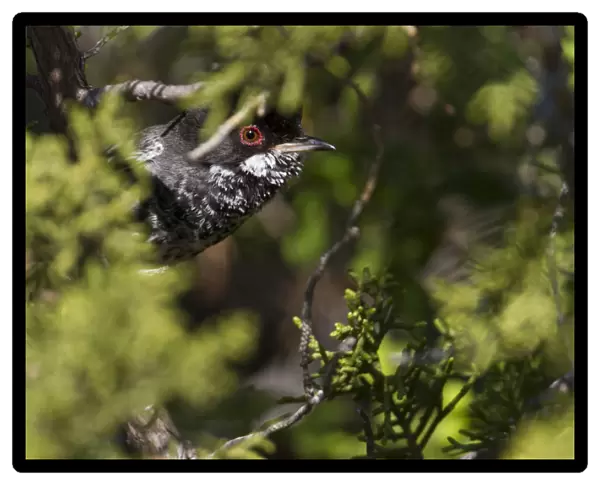 Cyprus Warbler, Sylvia melanothorax, Cyprus, adult male
