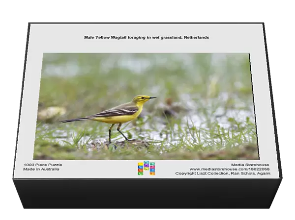 Male Yellow Wagtail foraging in wet grassland, Netherlands