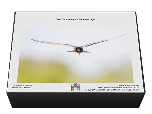 Black Tern in flight, Chlidonias niger