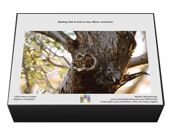 Barking Owl in hole in tree, Ninox connivens