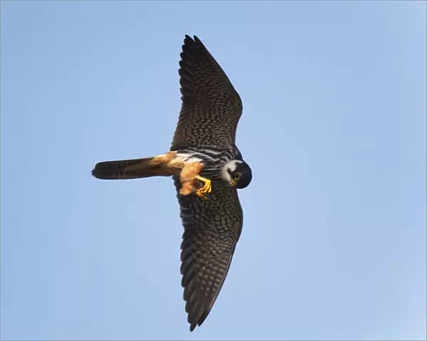 Hunting Eurasian Hobby feeding on dragonfly in its claws, Falco subbuteo, Netherlands