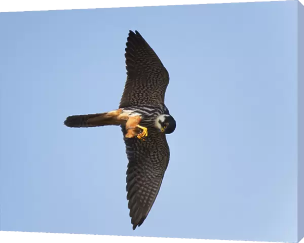 Hunting Eurasian Hobby feeding on dragonfly in its claws, Falco subbuteo, Netherlands