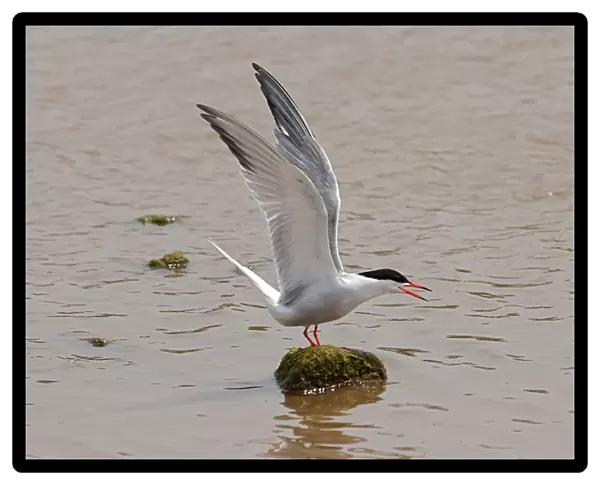 Sterna hirundo, Common Tern wings up