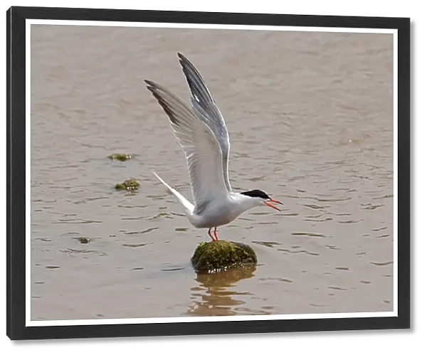 Sterna hirundo, Common Tern wings up