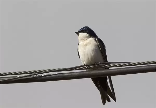 Blue-and-white Swallow, Notiochelidon cyanoleuca