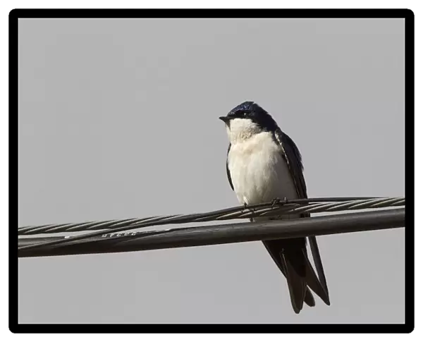 Blue-and-white Swallow, Notiochelidon cyanoleuca