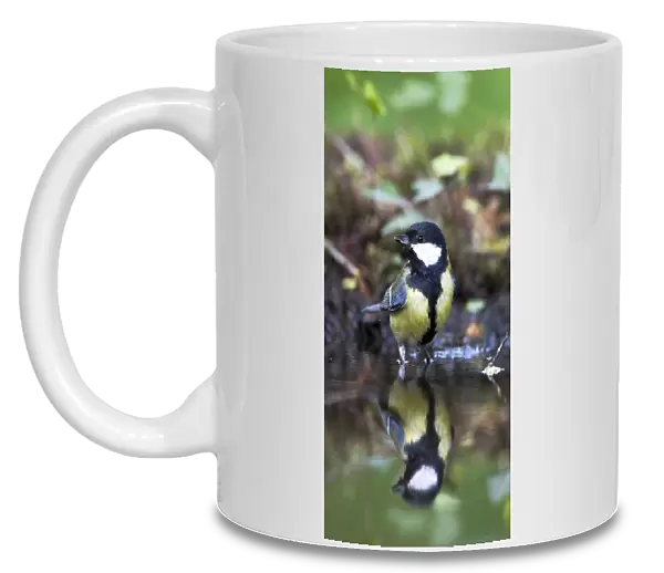Great Tit perched in water, Parus major