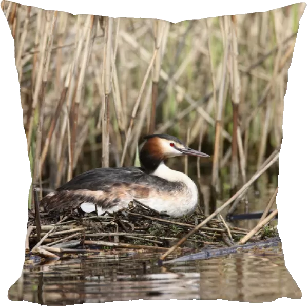Great Crested Grebe on nest, Podiceps cristatus
