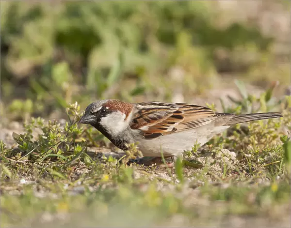 House Sparrow, Passer domesticus ssp balearoibericus, adult male, Mallorca, Passer domesticus