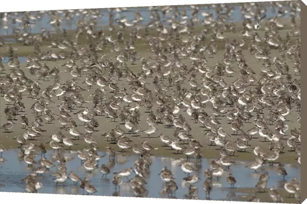 Dunlin (Calidris alpina) resting on roosting site on Griend, Netherlands, Calidris alpina