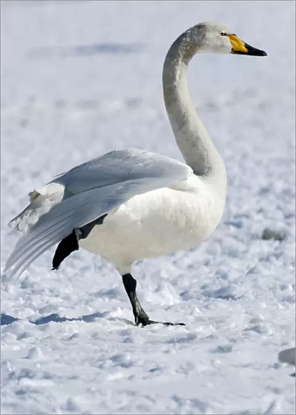 Whooper Swan resting on snow, Cygnus cygnus