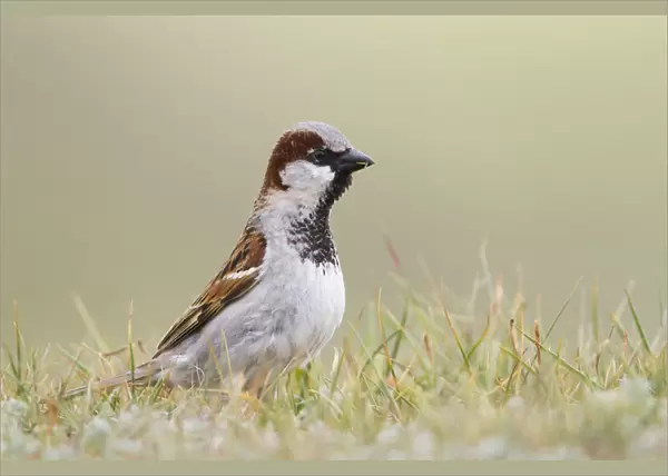 House Sparrow, Passer domesticus ssp domesticus, adult male, Kazakhstan, Passer domesticus
