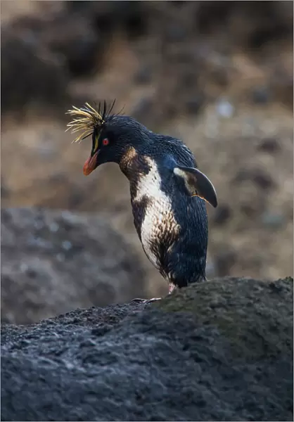 Northern Rockhopper Penguin with oil, Eudyptes moseleyi