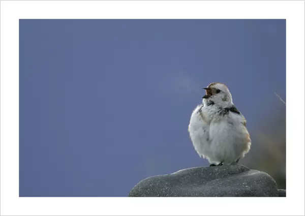 Snow Bunting male singing on rock, Plectrophenax nivalis