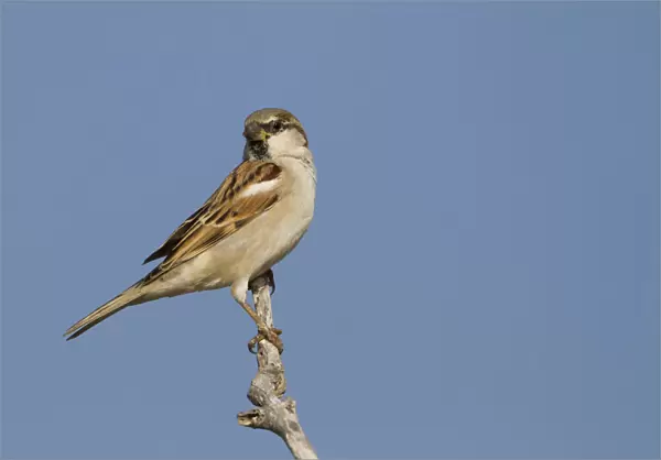 House Sparrow, Passer domesticus ssp hufufaen, adult male, Oman, Passer domesticus
