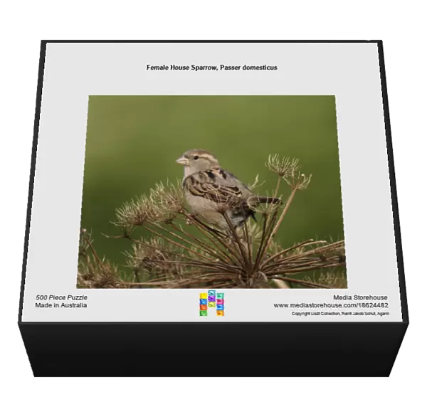 Female House Sparrow, Passer domesticus