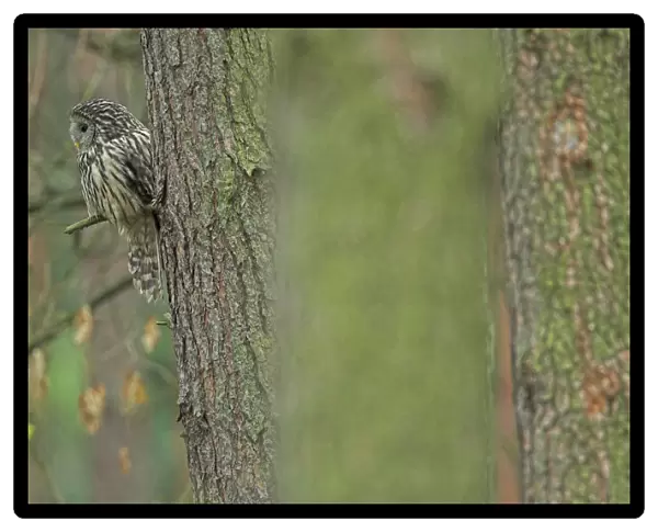 Ural Owl in tree during daytima, Strix uralensis